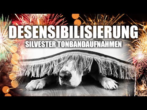 Silvester Training für Hunde ► Desensibilisierung von Geräuschen ► Tonband Feuerwerk Hundetraining