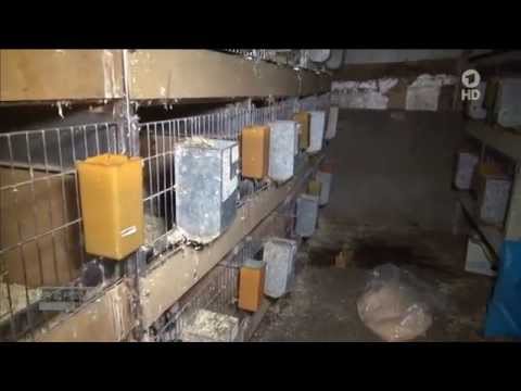 Woher kommen die Tiere aus dem Laden?