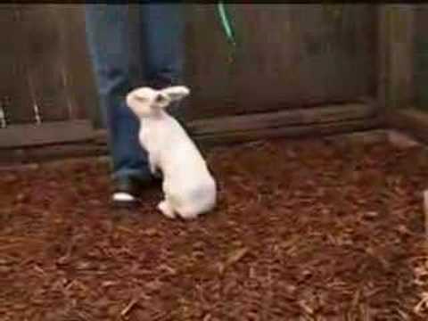 Rabbit Agility