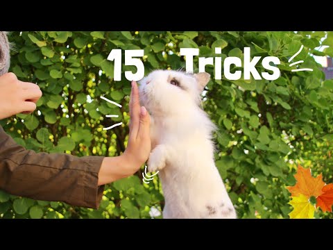 15 Kaninchen Tricks