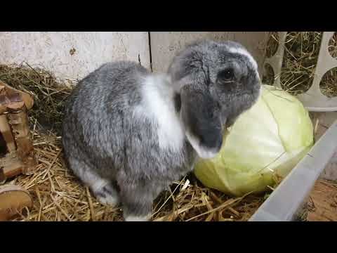 Kaninchen ohne Backenzähne frisst