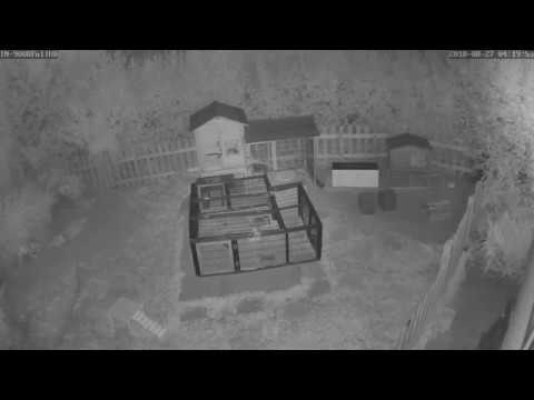 Fuchs und Marder am Kaninchengehege