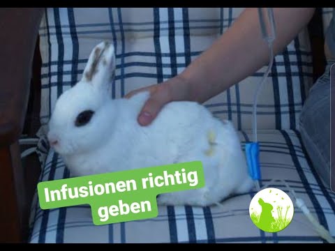 Infusionen beim Kaninchen