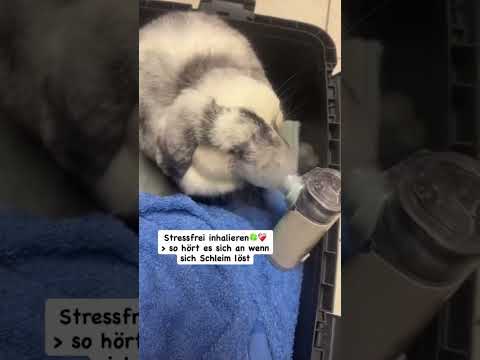 Freiwillig Inhalieren bei Schnupfen und Kaninchen