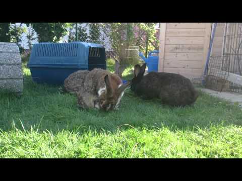 Herzinsuffizienz beim Kaninchen