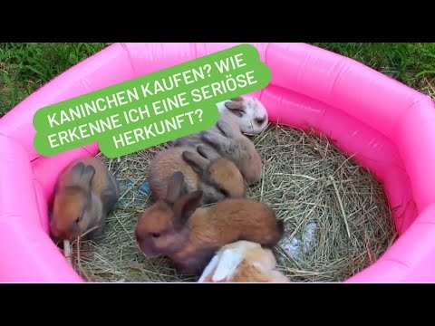 Kaninchen kaufen - was ist zu beachten?