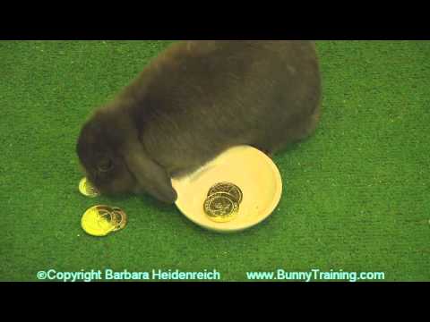 Amazing Rabbit Training Examples