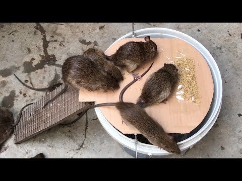 The best video I&#039;ve ever seen #2019 | Top 10 piège à souris électrique