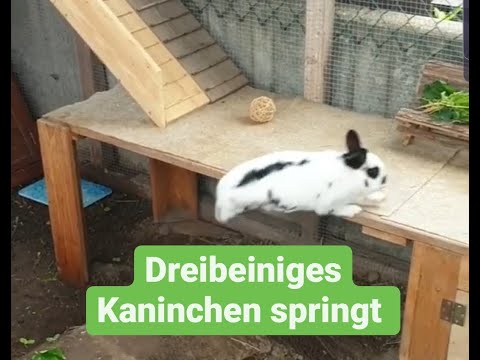 Dreibeiniges Kaninchen springt auf Etage