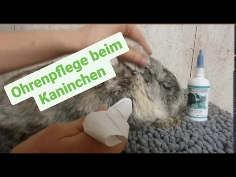 Ohrenpflege beim Kaninchen