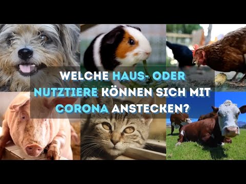 Welche Haus- oder Nutztiere können sich mit Corona anstecken?