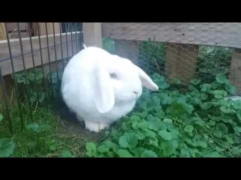 Kaninchen scannt, ec, weißer Widder