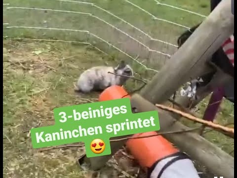 Dreibeiniges Kaninchen sprintet