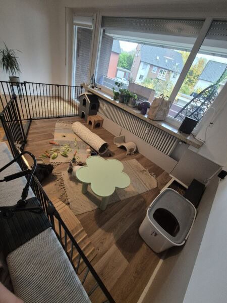 Kaninchen und Hund im Vergleich, Kaninchen Ratgeber, Haustierpflege, verantwortungsvolle Haltung.