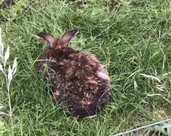 Hase Rupft Anderen Hasen Fell Aus Anatomie der Kaninchen