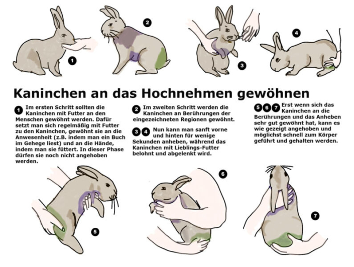 Kaninchen tragen