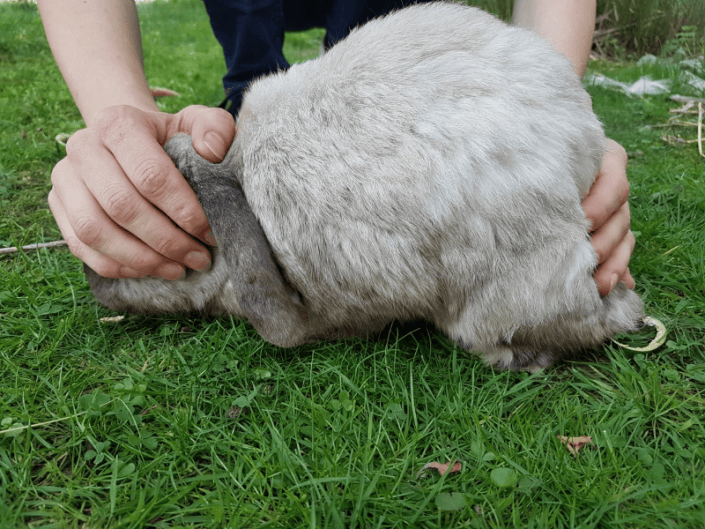 Kaninchen Atmet Sehr Schnell Und Legt Sich Hin Kaninchen tragen