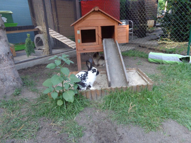 auslauf Kaninchen Ratgeber