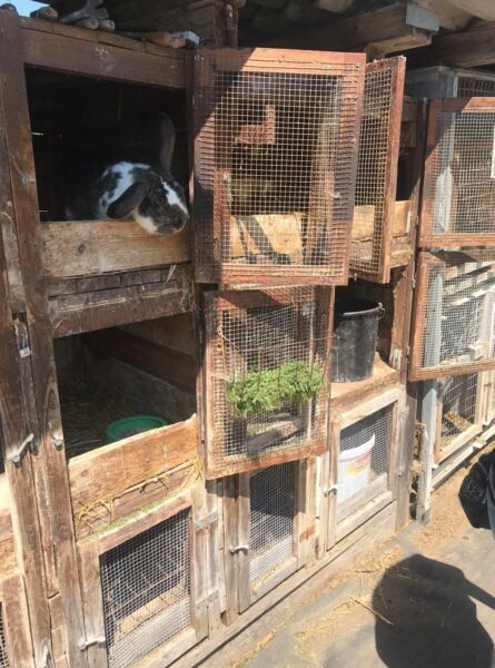 Kaninchenstall mit verschiedenen Käfigen und Versteckmöglichkeiten für Hauskaninchen. Ideal für artgerechte Haltung und Pflege.