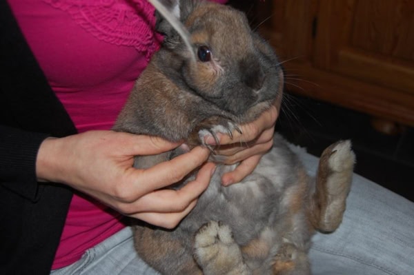 Woran Erkennt Man Dass Ein Kaninchen Schwanger Ist Geschlechtsbestimmung Kaninchen