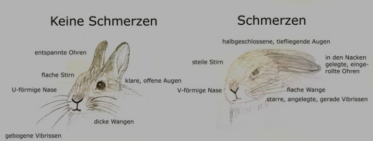 Kaninchenwiese, der Kaninchenratgeber
