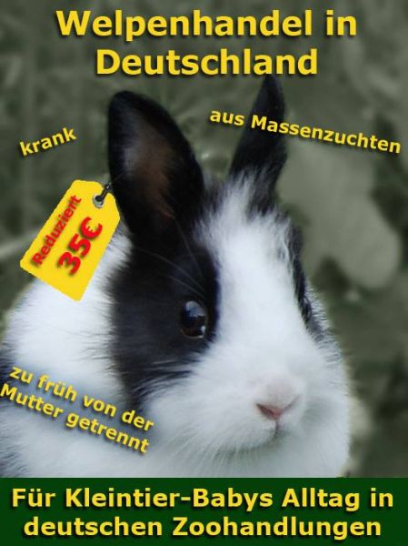 Kaninchen kaufen