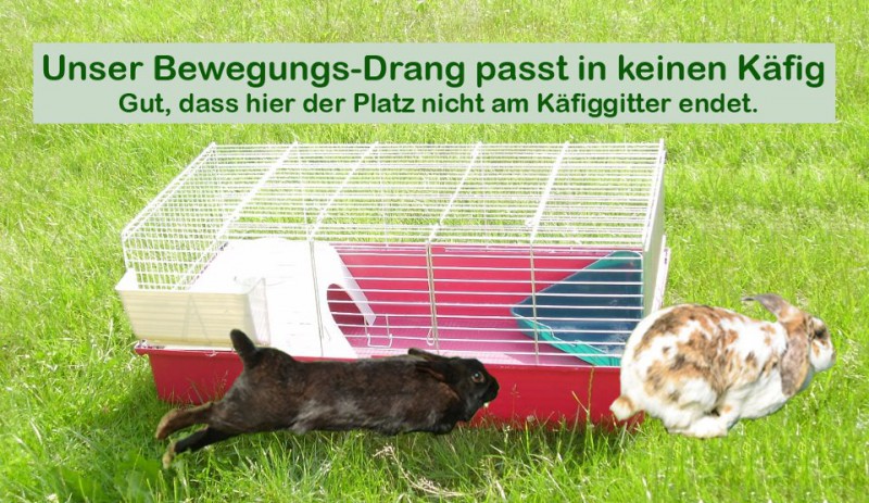 Wie Viel Platz Brauchen 2 Kaninchen Mindestmaße: Käfiggröße für Kaninchen