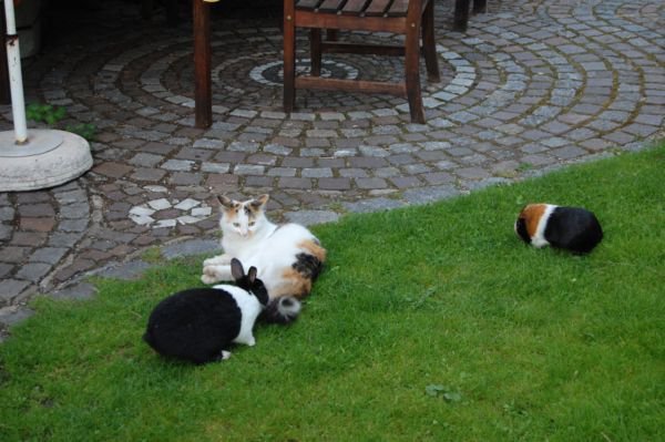 Katze Bild Hund Und Katze Gemeinsam Halten