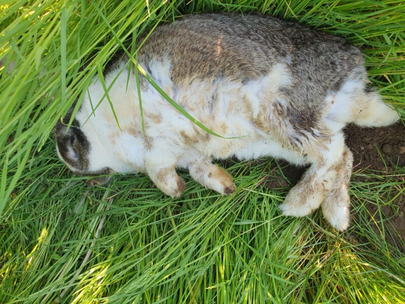 Kaninchen mit verschmutzten Fell
