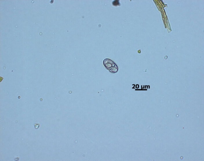 Kokzidien beim Kaninchen