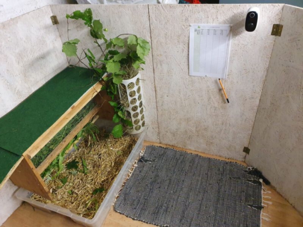Kaninchen-Toiletten