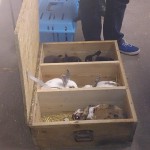 Transport