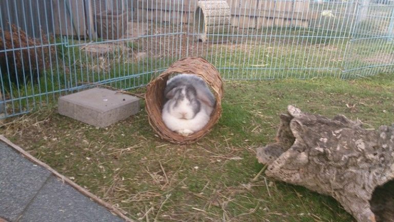 Kaninchen tragen