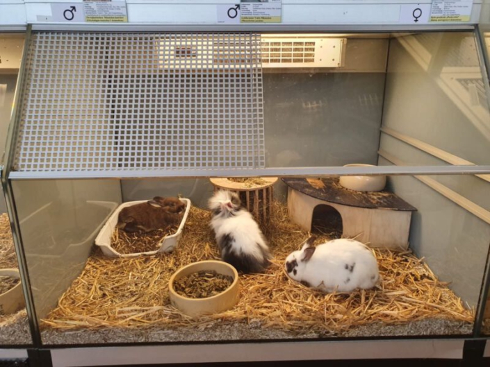 ZoohandelKaninchen?